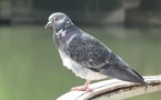 Ne prenons pas les militaires chinois pour des pigeons