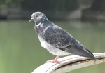 Ne prenons pas les militaires chinois pour des pigeons Ne prenons pas les militaires chinois pour des pigeons